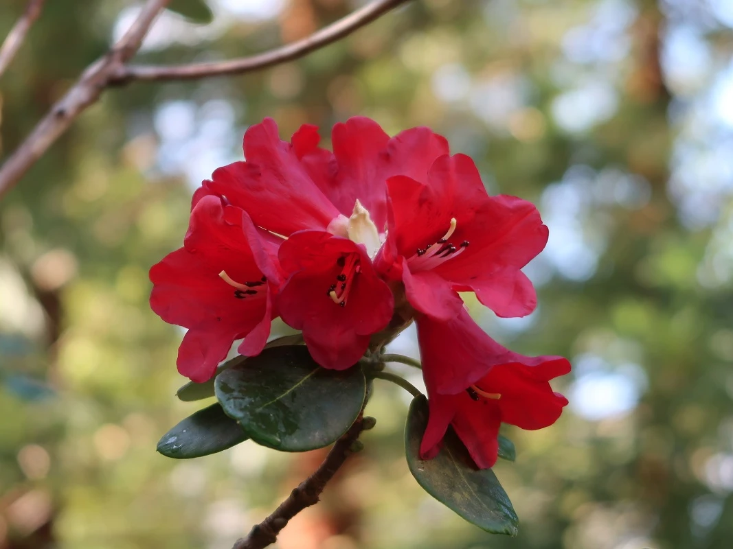 R. thomsonii